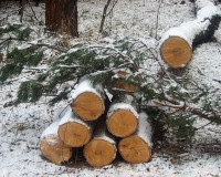 Заготовка дров может обернуться тюремным сроком