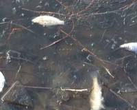 В Реадовском озере рыба всплыла брюхом вверх