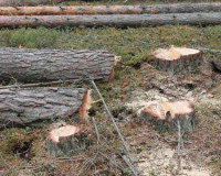 ОНФ обнаружил вырубку здорового леса под видом больного
