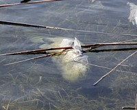 На Акатовском озере под Демидовым массово гибнет рыба