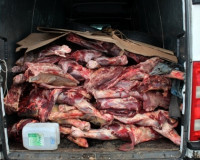 В Смоленской области задержали четыре с половиной тонны опасной для употребления говядины