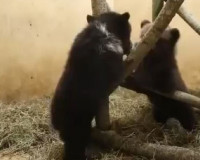Видео: Спасенным в Смоленской области медвежатам дали имена