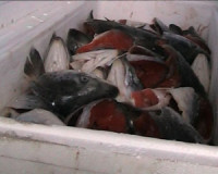 В Смоленскую область не пустили 14 тонн рыбьих голов