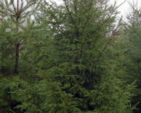 В Смоленской области задержана крупная партия незаконно вырубленных елок