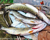 С 5 мая по 15 июня на водоемах Смоленской области устанавливается сезонное ограничение на рыбную ловлю.