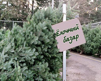 23 декабря в Смоленске начнут работать елочные базары