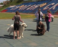 В Смоленске прошла выставка собак всех пород