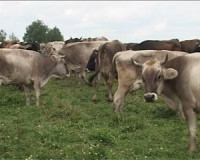 В Холм Жирковском районе ввели карантин из-за бешенства у коров