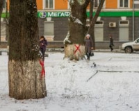 В Смоленске деревья будут вырубать под камерами