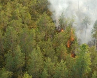 За сутки в регионе ликвидировали три природных пожара