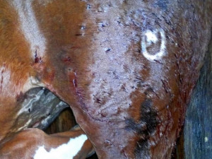Расстрелянных лошадей ветеринары отказались оперировать