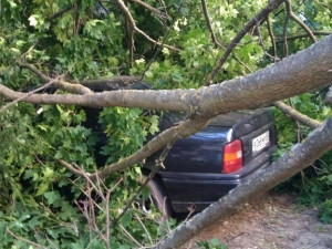 Фото: Сгнившее дерево упало на припаркованные автомобили