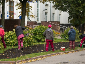 В областном центре сотрудники "Зеленстроя" высадили голландские тюльпаны