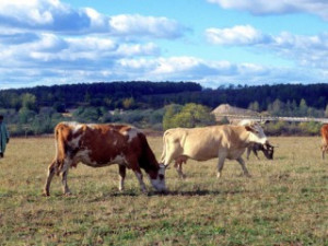 Смоленской области выделят 56 млн на производство молока