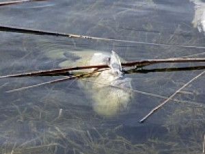 На Акатовском озере под Демидовым массово гибнет рыба