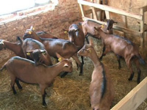 В Кардымово привезут французских сыроваров для работы с молоком альпийских коз