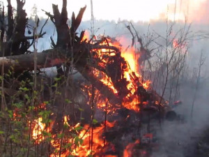 Крупный лесной пожар сняли на видео