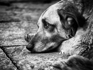 Жительница Смоленского района нашла на помойке собаку с перебитым позвоночником