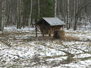 В Вяземский район завезли диких овец из Чехии