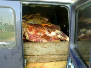 Более 700 килограммов сомнительного мяса уничтожили в скотомогильнике