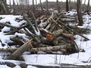 15 нелегалов незаконно валили лес под Гагарином