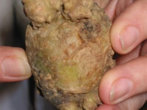 В Сафоновском районе могли вырастить пораженный червями картофель