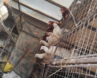 Под Смоленском уничтожили сотню кур