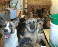 Проблема отсутствия приюта для бездомных собак в Смоленске становится все острее