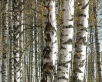 Жители Королевки отстояли рощу