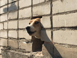 На Смоленщине обитает порядка 4,5 тысяч бездомных собак