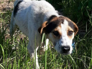 Брошенный пес преданно ждет своего хозяина