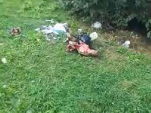 Видео: На детской площадке обнаружили отрубленную голову животного
