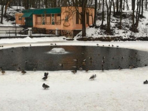 В пруду Лопатинского сада замерзает раненая птица