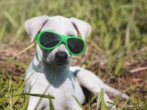 Свора бродячих собак испортила Mitsubishi жителя Смоленска