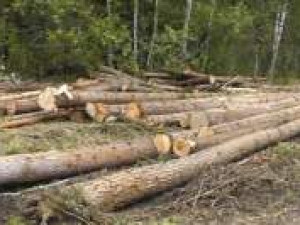 "Черные лесорубы" нанесли ущерб лесному хозяйству Смоленской области почти на миллион рублей