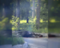 В Смоленской области водитель сбил лося и скрылся с места аварии