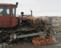 Уничтожено 8 тонн яблок и неизвестная пекинская капуста