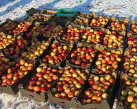 На смоленском полигоне за два дня уничтожено 77 тонн яблок