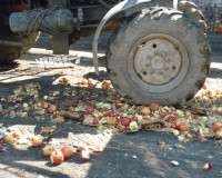 27,5 тонн яблок «похоронили» в  Смоленской области