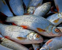 В Смоленской области растет производство товарной рыбы