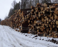 В Смоленской области незаконно вырублены деревья на 170 тысяч рублей