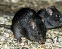 В Вязьме Смоленской области по городу бегают инфицированные крысы