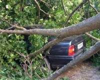 Фото: Сгнившее дерево упало на припаркованные автомобили