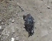 В Вязьме массово гибнут голуби (видео)