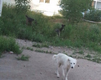 Жители Смоленска призывают перестать кормить бродячих собак