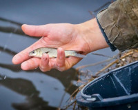 В Десногорское водохранилище выпустили порядка сорока тысяч мальков краснокнижной рыбы