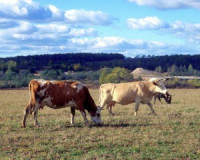 Смоленской области выделят 56 млн на производство молока