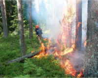 В Смоленской области дожди снизили класс пожарной опасности