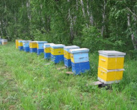Пчелиная пасека довела смолян до суда