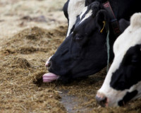 В Смоленской области уничтожают скот